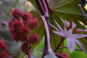 Ricin Plante - Fleur - Ingrédient pour les savons PachaMamaBulle